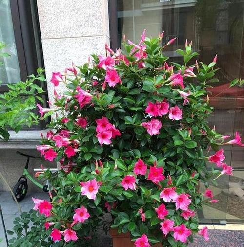 阳台种植最旺的三种颜色花卉有哪些？