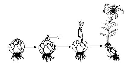 花卉多久繁殖一次？繁殖周期与方法是什么？