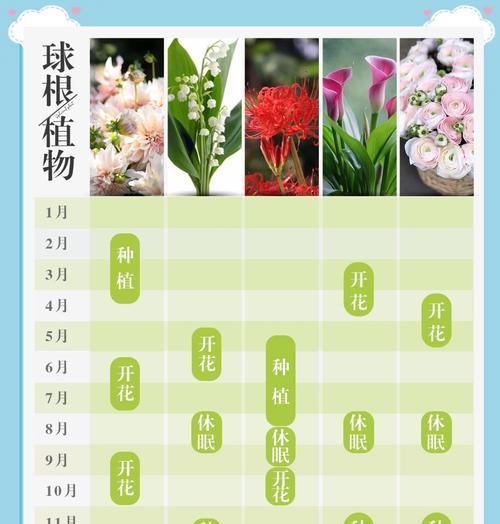 花卉多久繁殖一次？繁殖周期与方法是什么？