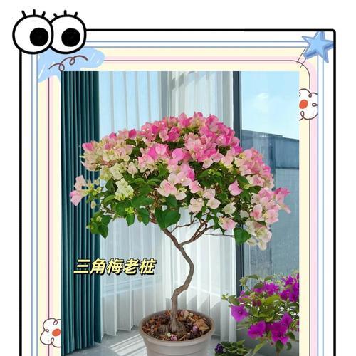 三角梅木桩嫁接技巧和注意事项是什么？