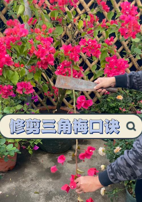三角梅木桩嫁接技巧和注意事项是什么？