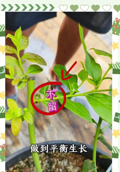 蓝莓小苗如何正确浇水？有哪些注意事项？