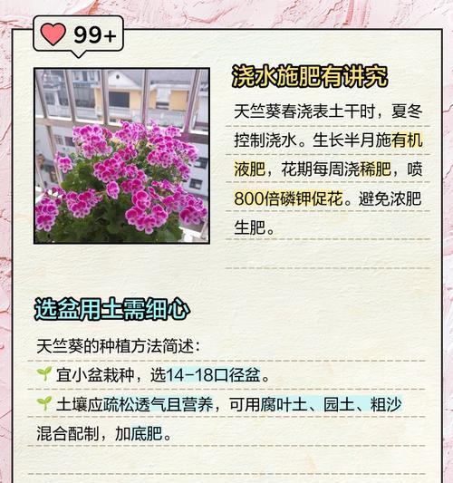 如何养殖超仙的天竺葵？
