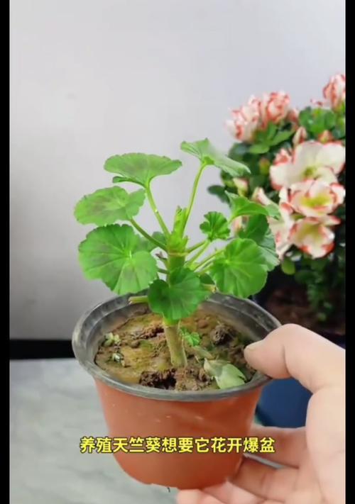 如何养出好看的天竺葵单瓣珊瑚？