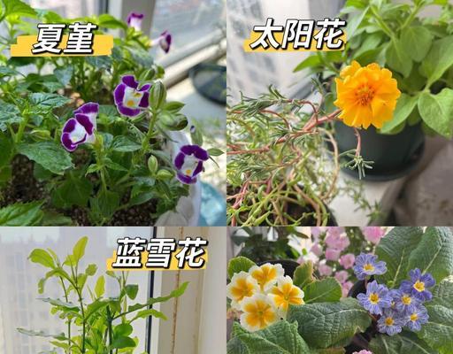 阳台现在适合养什么花？有哪些推荐？