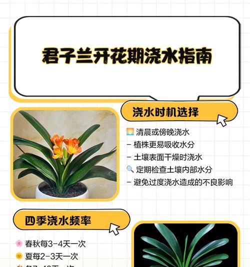 君子兰作为客厅花卉的养护技巧有哪些？