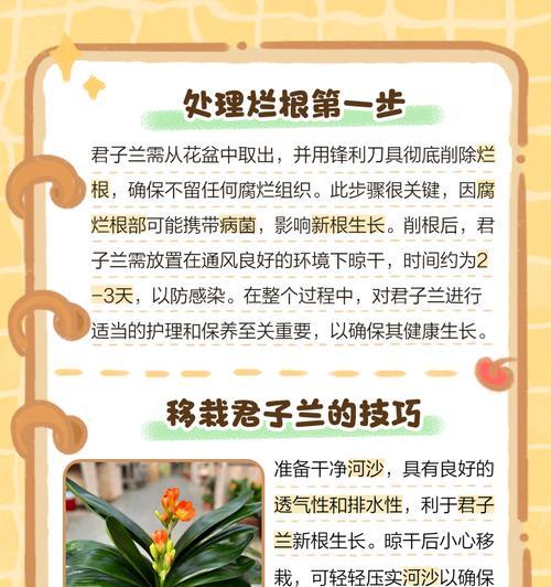 君子兰干根的特征及处理方法？
