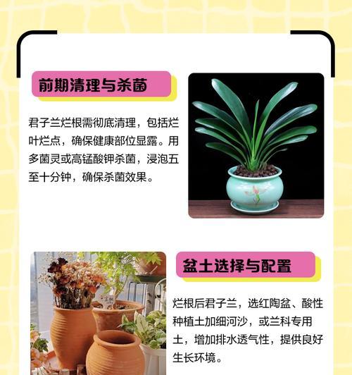 君子兰干根的特征及处理方法？