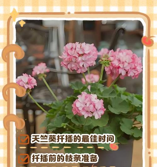 大型天竺葵枝条修剪技巧有哪些？