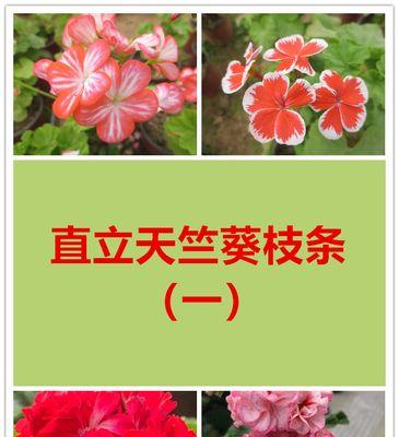 大型天竺葵枝条修剪技巧有哪些？