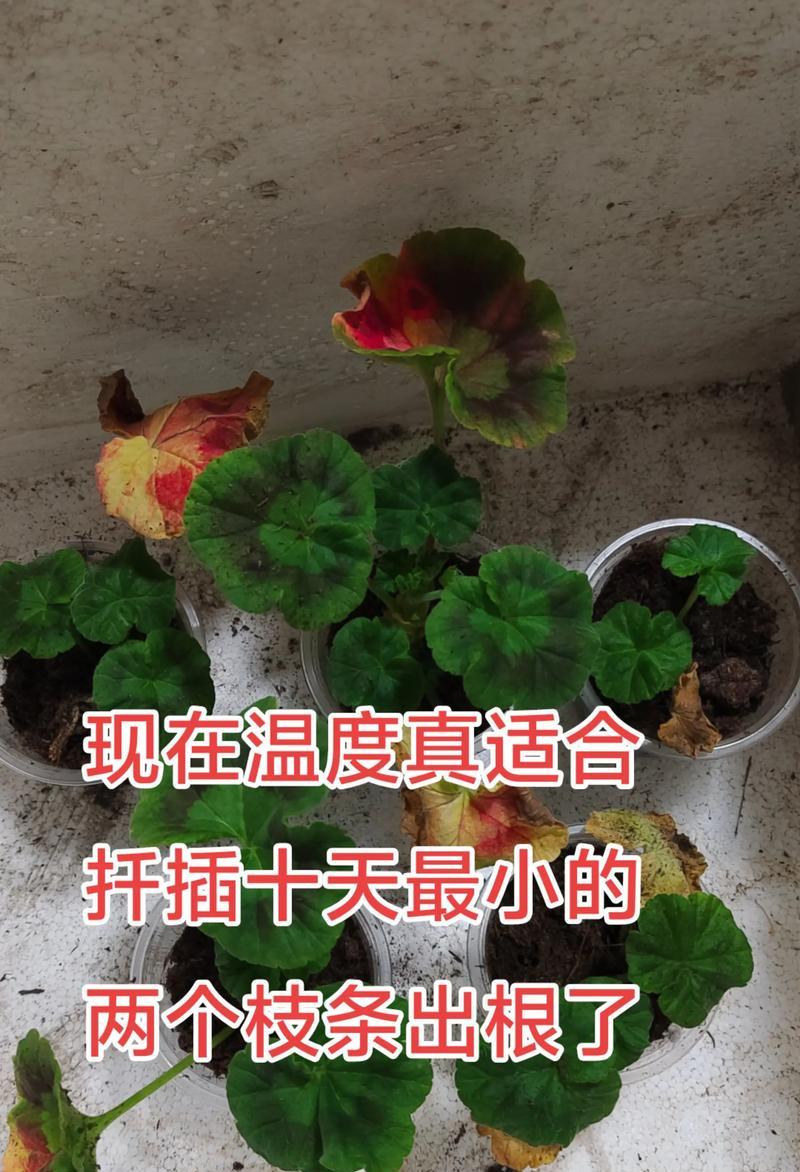 大型天竺葵枝条修剪技巧有哪些？