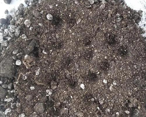 西瓜播种基质是什么？如何选择合适的播种基质？