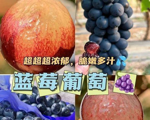 宾川葡萄的优质栽培技术是什么？