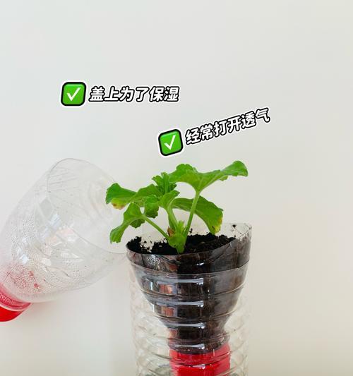天竺葵出嫩芽的方法是什么？