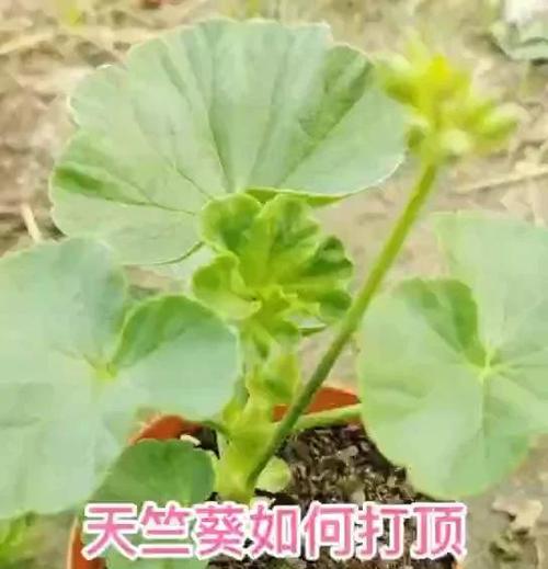 天竺葵出嫩芽的方法是什么？