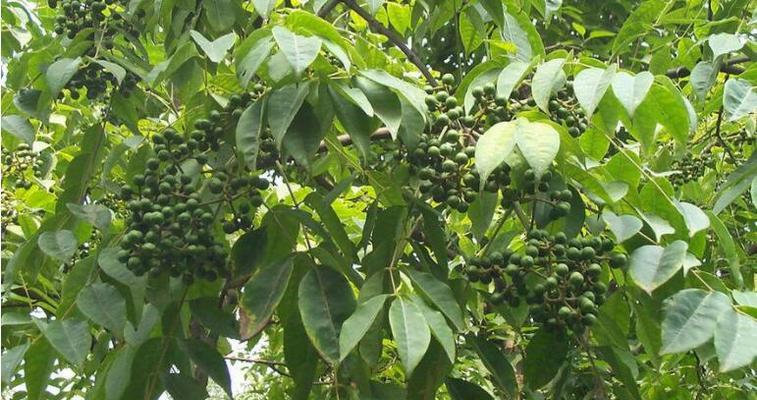 贡苔菜栽培的关键技术要点是什么？