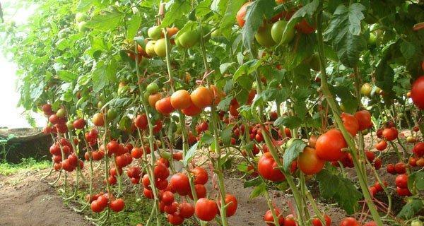 贡苔菜栽培的关键技术要点是什么？