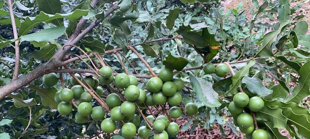 贡苔菜栽培的关键技术要点是什么？