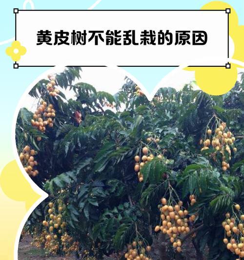 黄皮树叶子发黄脱落的原因是什么？如何解决？