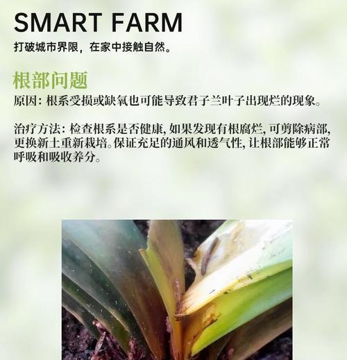 君子兰叶子枯黄怎么救？有效的方法有哪些？