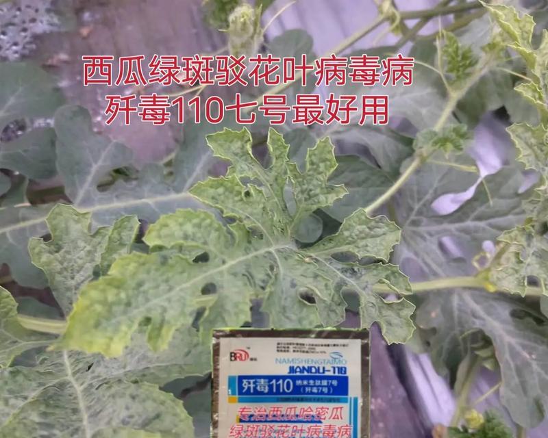 西瓜叶子发黄有斑点怎么补救？西瓜叶子发黄点点怎么办？