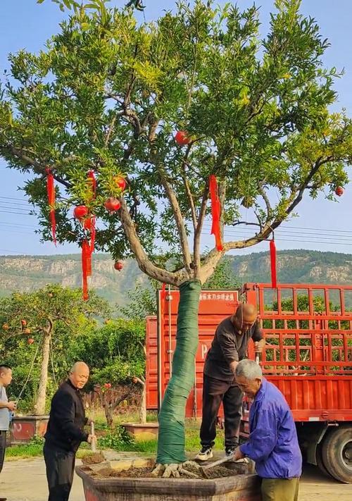 大盆景搬运的正确方法是什么？