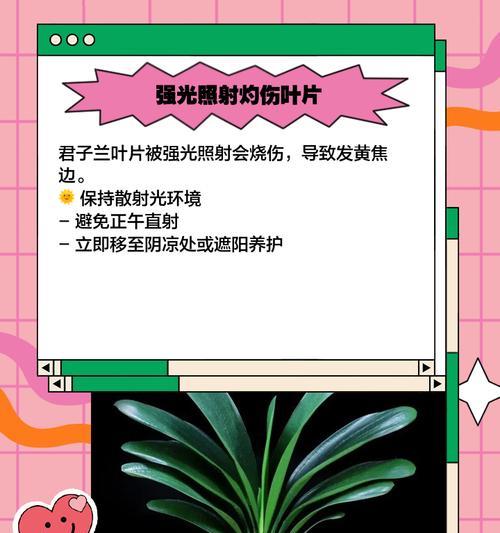 君子兰底叶发黄了怎么办？有效处理方法有哪些？
