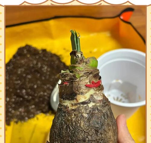 蜡球朱顶红为何无需浇水？