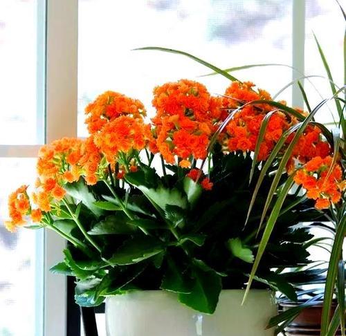 哪些观赏植物能耐低温？