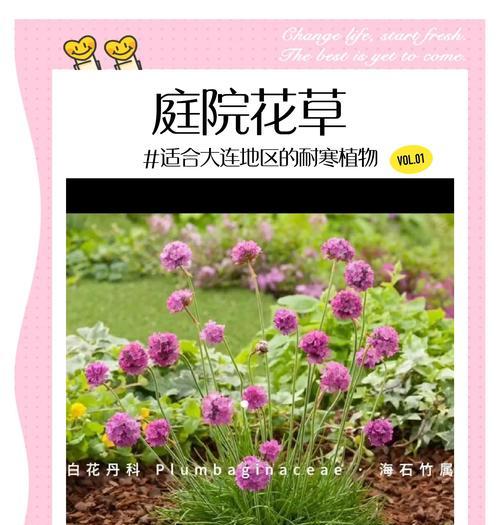 哪些观赏植物能耐低温？