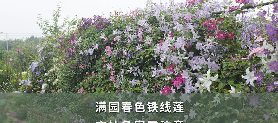 海蒂花盆种植铁线莲的正确方法是什么？