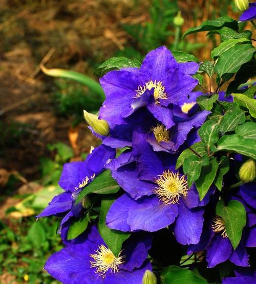 海蒂花盆种植铁线莲的正确方法是什么？