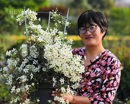 海蒂花盆种植铁线莲的正确方法是什么？