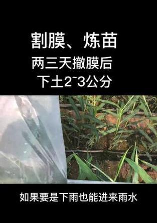 大姜撤膜后叶子发黄的解决方法是什么？