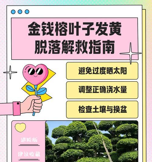 螺旋铁叶子发黄打卷下垂怎么解决？如何处理这一问题？