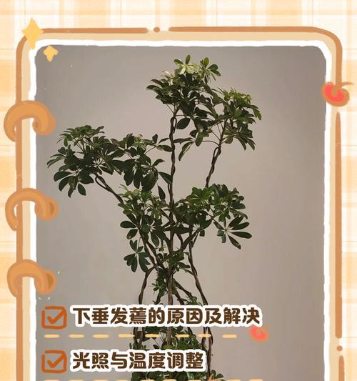螺旋铁叶子发黄打卷下垂怎么解决？如何处理这一问题？