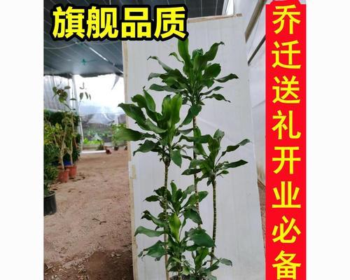 螺旋铁叶子发黄打卷下垂怎么解决？如何处理这一问题？
