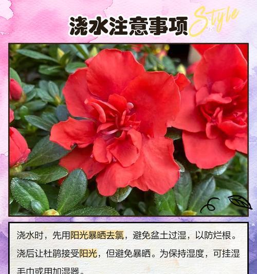 修剪后的盆景花浇水技巧有哪些？
