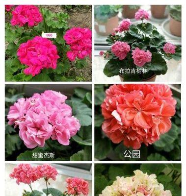 妲己天竺葵的养殖技巧是什么？