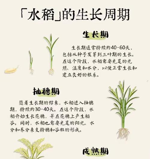 甘蔗种植的技术要求是什么？如何提高产量？
