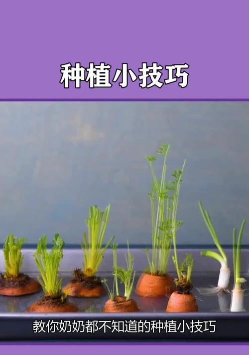 有哪些高效的种植经验和技巧？