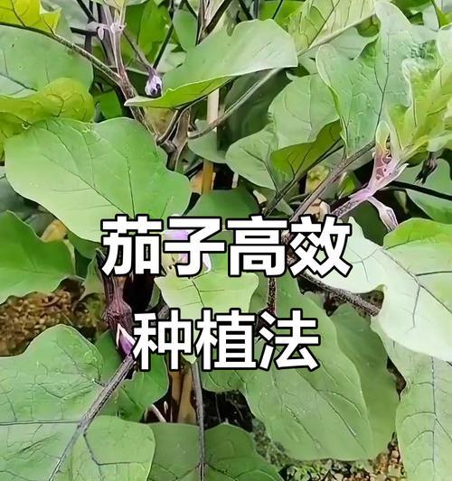 有哪些高效的种植经验和技巧？