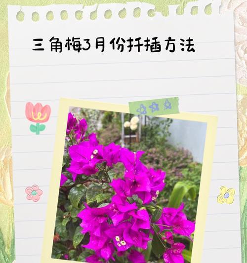 三角梅回植的最佳方法是什么？如何确保成活率？