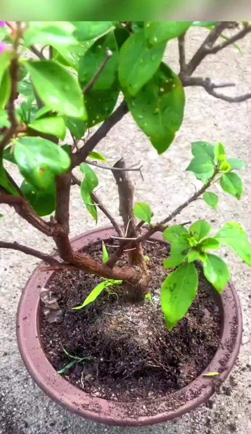 三角梅回植的最佳方法是什么？如何确保成活率？