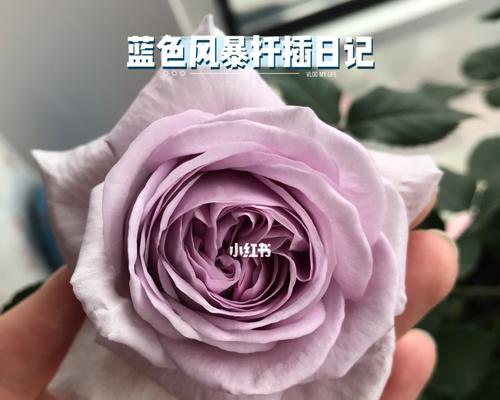 月季蓝板的正确挂钩方法是什么？