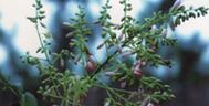 盐碱地种植红花叶子发黄的解决办法？