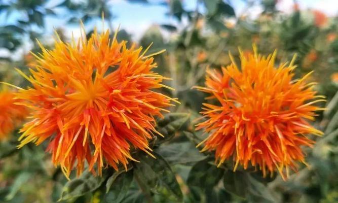 盐碱地种植红花叶子发黄的解决办法？