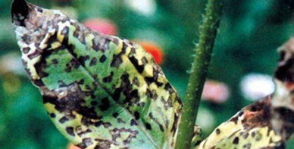 盐碱地种植红花叶子发黄的解决办法？