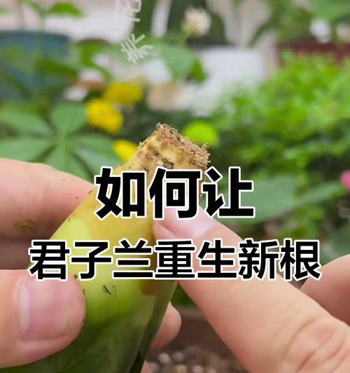 君子兰根系过多时应如何处理？