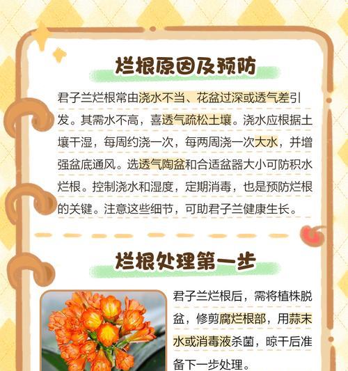 君子兰根系过多时应如何处理？
